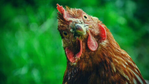 Huhn auf Futtersuche