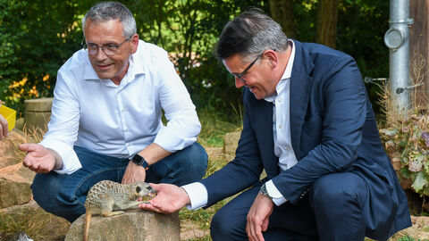 Ministerpräsident Boris Rhein füttert ein Erdmännchen im Tierpark Sababurg