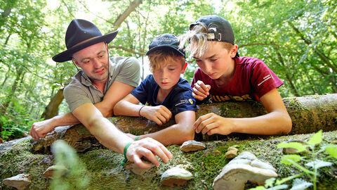 Den Wald genau kennenlernen EIn Ranger und zwei Junior Rangers begutachten Pilze auf einem Baumstamm.