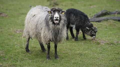 Schafe auf der Weide. Ein Schaf streckt die Zunge heraus